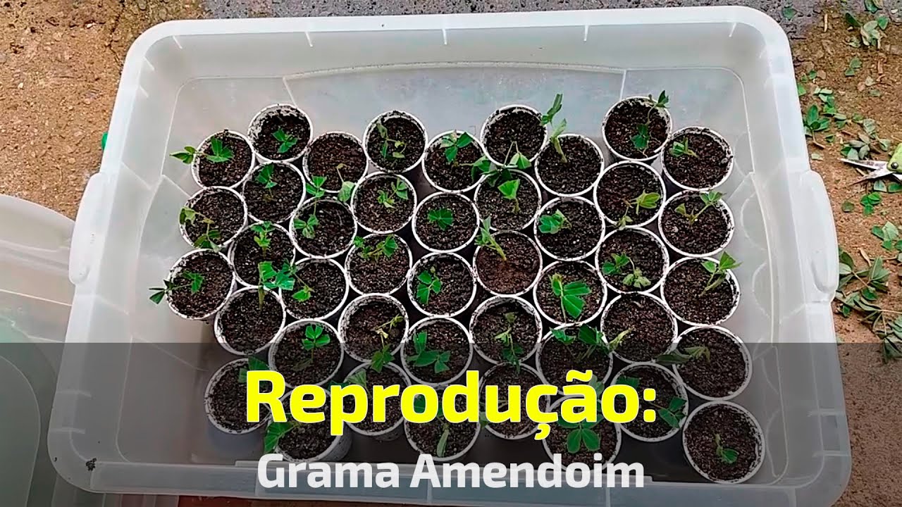 Reprodução vegetativa assexuada, estaquia grama amendoim, amendoim forrageiro.