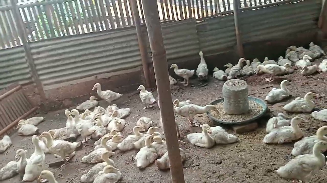 Update kandang bebek umur 28 hari- berat naik, siap masuk fase akhir