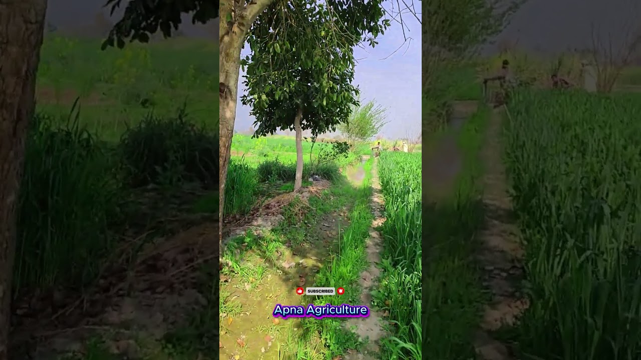 I am going to meet my friend.#Dosti #BestFriend #FriendshipGoals #VillageLife #DailyVlog #panjab