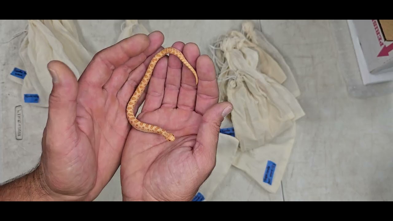 Hognose Unboxing Video