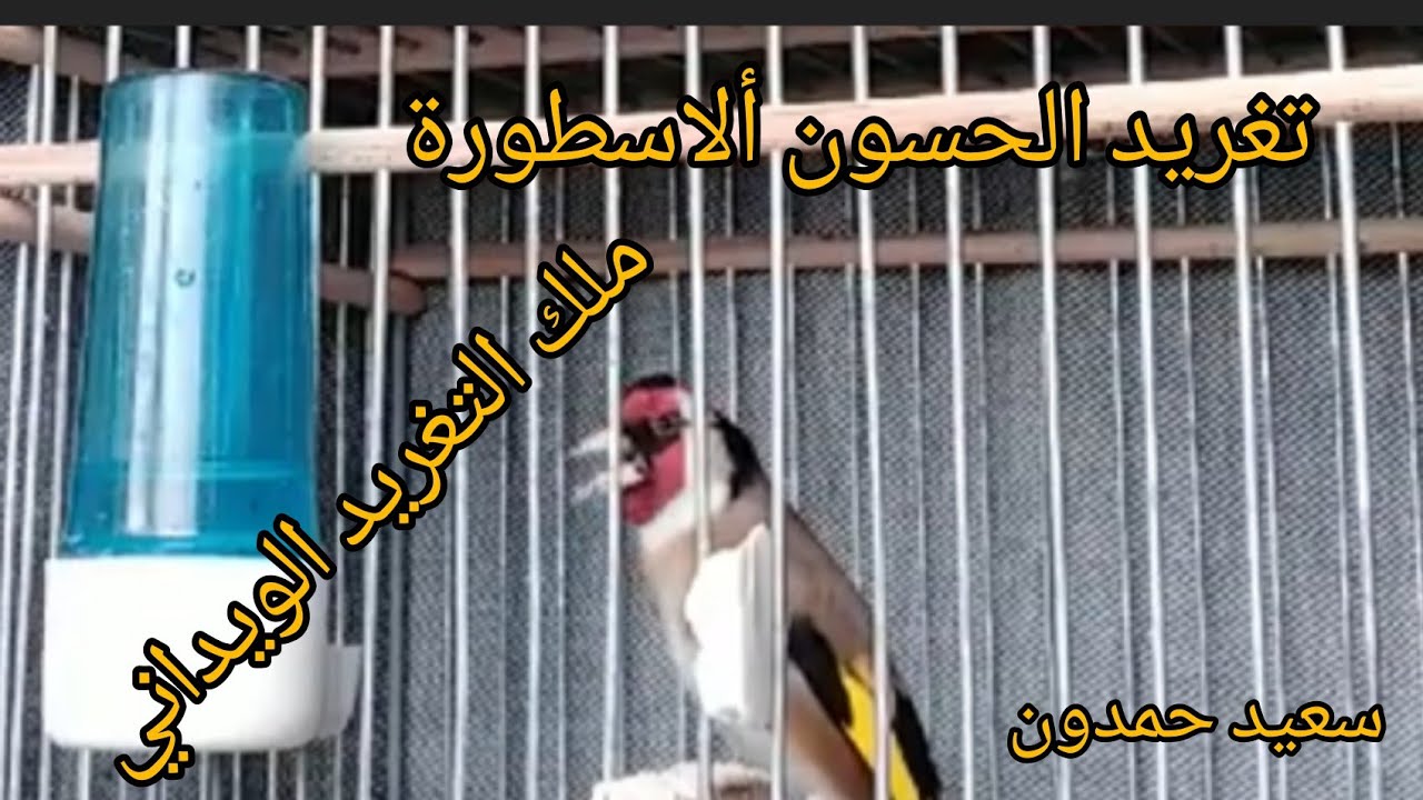 الحسون ألاسطورة ملك التغريد الويداني المغربي للأخ سعيد حمدون