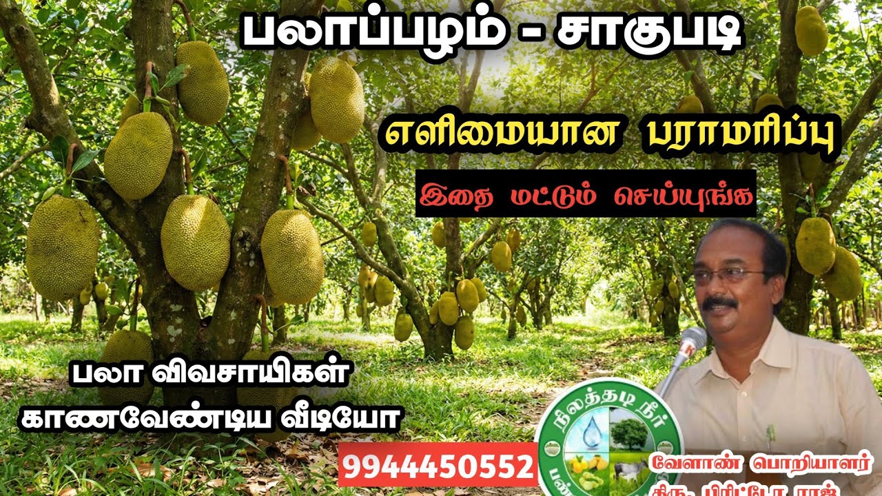 #பலா சாகுபடி இயற்கை வழி பராமரிப்பு பற்றி #பிரிட்டோராஜ் அவர்களின் ஆலோசனைகள்