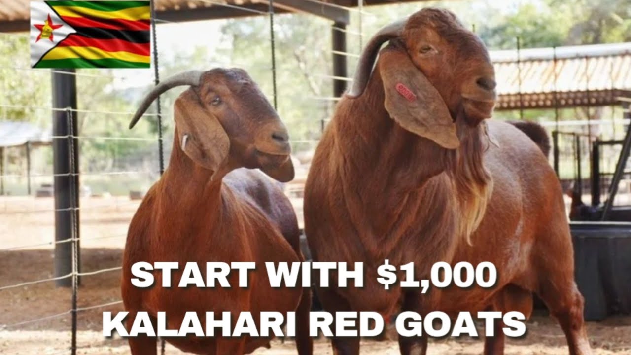 How Much You Can Make From Kalahari Reds Goat Farming In Zimbabwe Starting With $1 000 Capital 