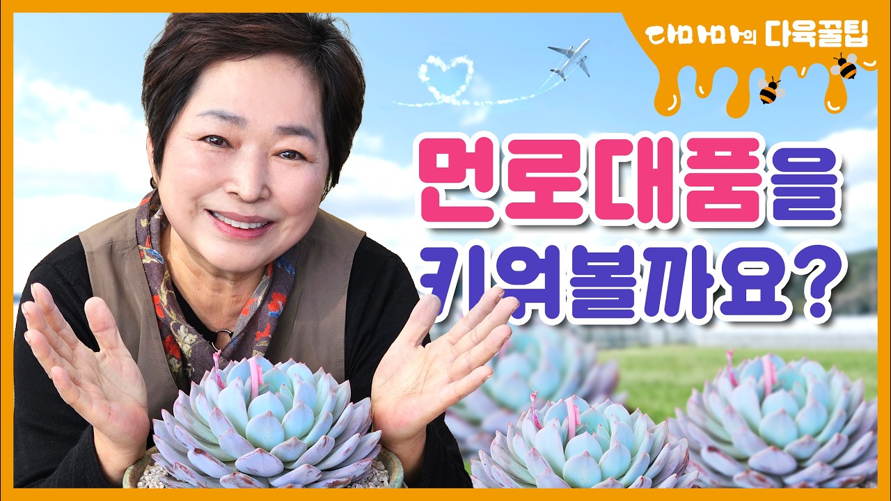먼로 대품을 키워볼까요?[2026.02.25]
