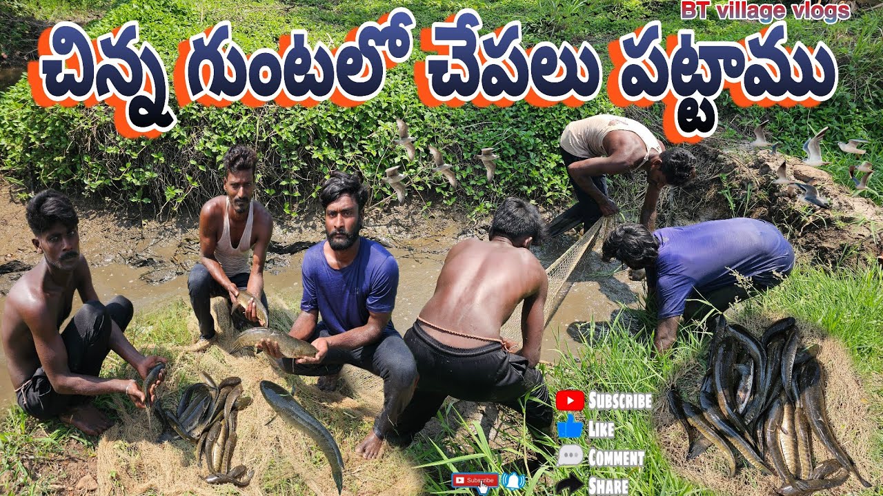 చిన్న గుంటలో చాలా చేపలు పట్టాము #villagevlog #snakeheadfishing #hunting #penumudi #cooking #dryfish 