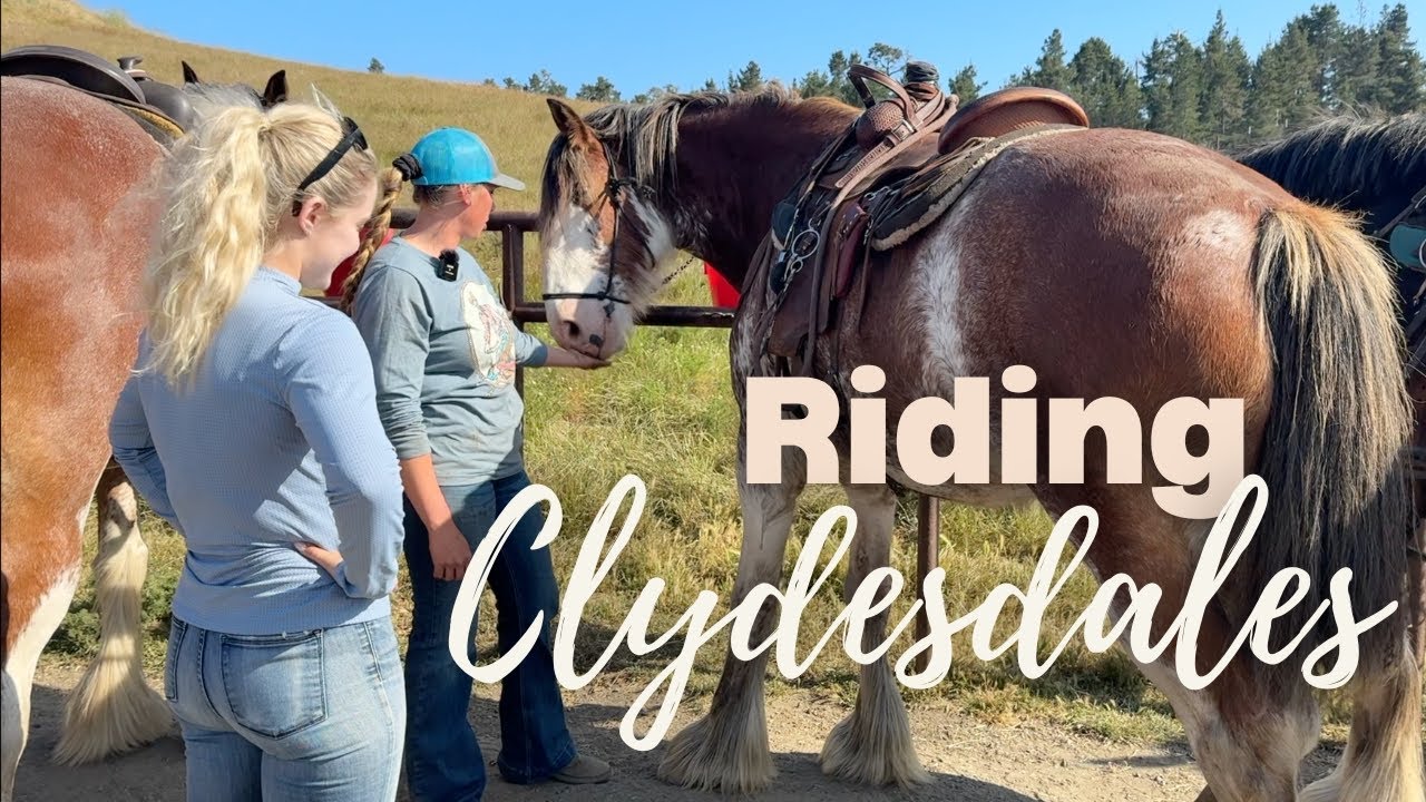 What It's Like Riding A Clydesdale