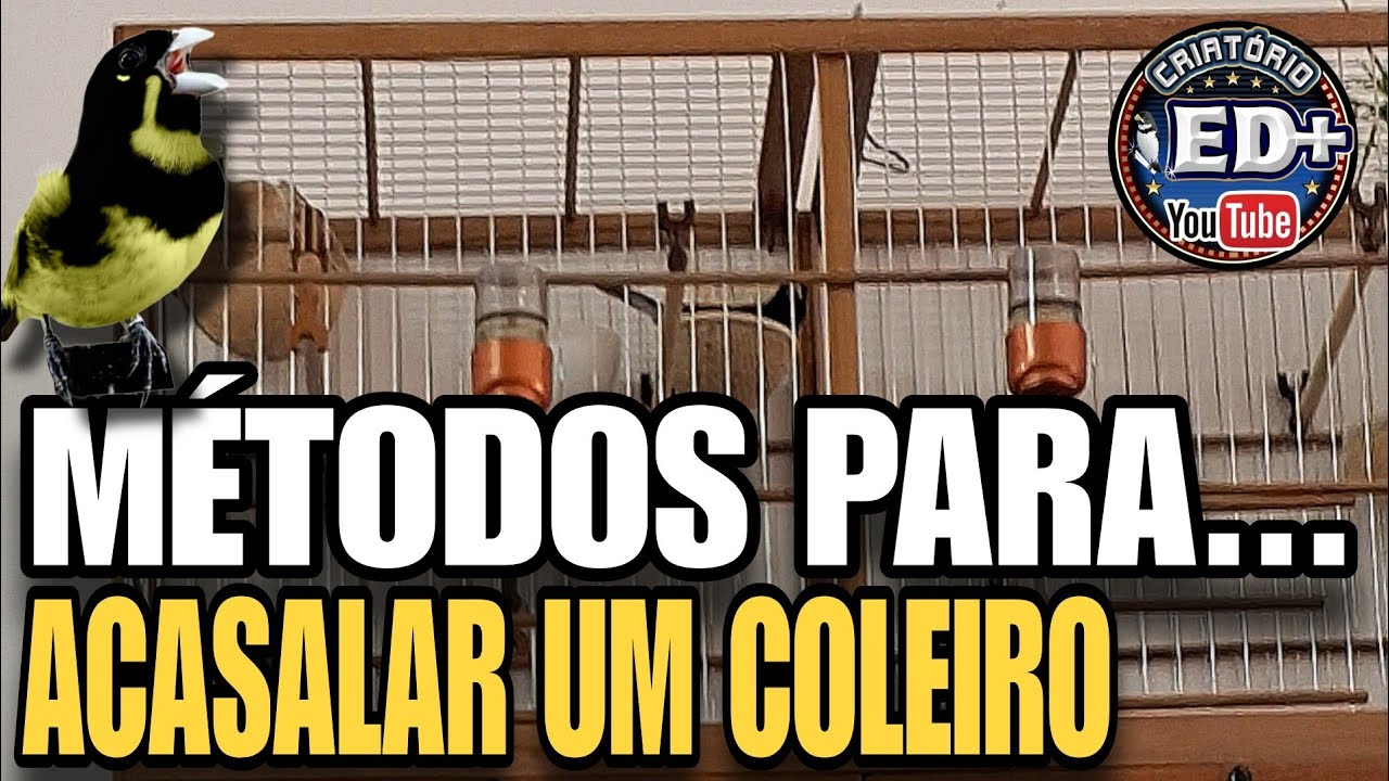 DICAS para ACASALAR  seu COLEIRO e PAPACAPIM