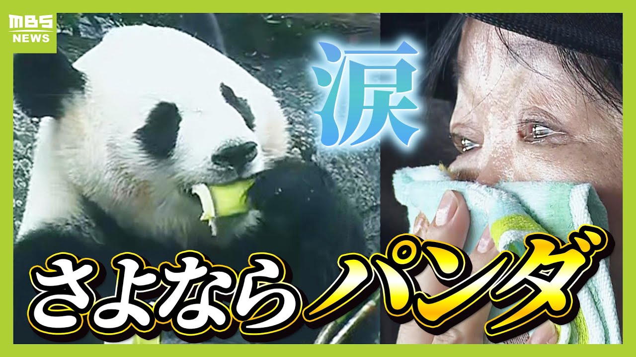 【ファンは涙】パンダ「良浜」「結浜」「彩浜」「楓浜」お別れセレモニー　ファンら「また会いに行くよ」あす中国に返還　白浜・アドベンチャーワールド（2025年6月27日）