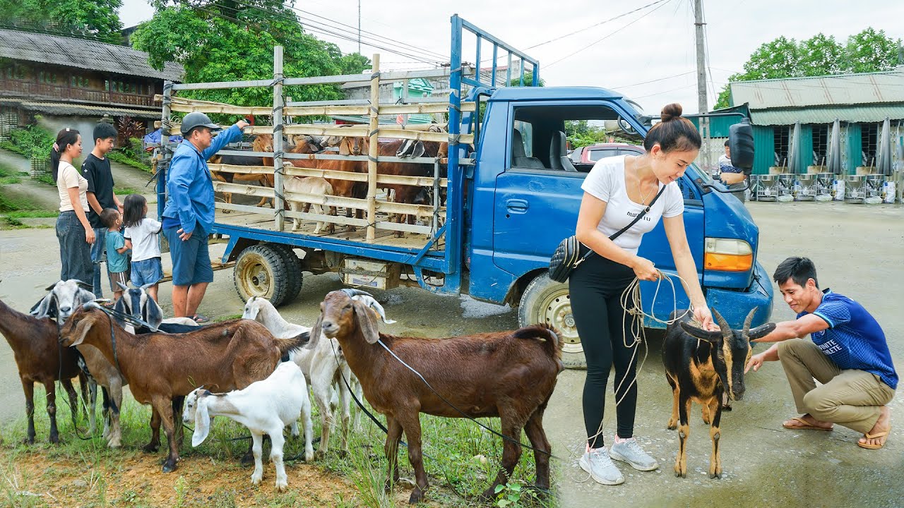 Use Truck to Buy Goats From Farmers And Transport Goats Go To Market Sell. My Farm / Đào