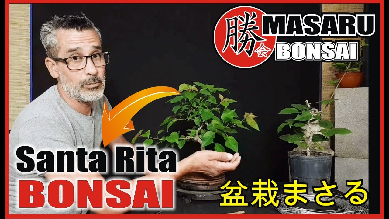 BONSAI DE BUGAMBILLIA - SANTA RITA trabajos de  DISEÑO ASÍ DE FÁCIL!