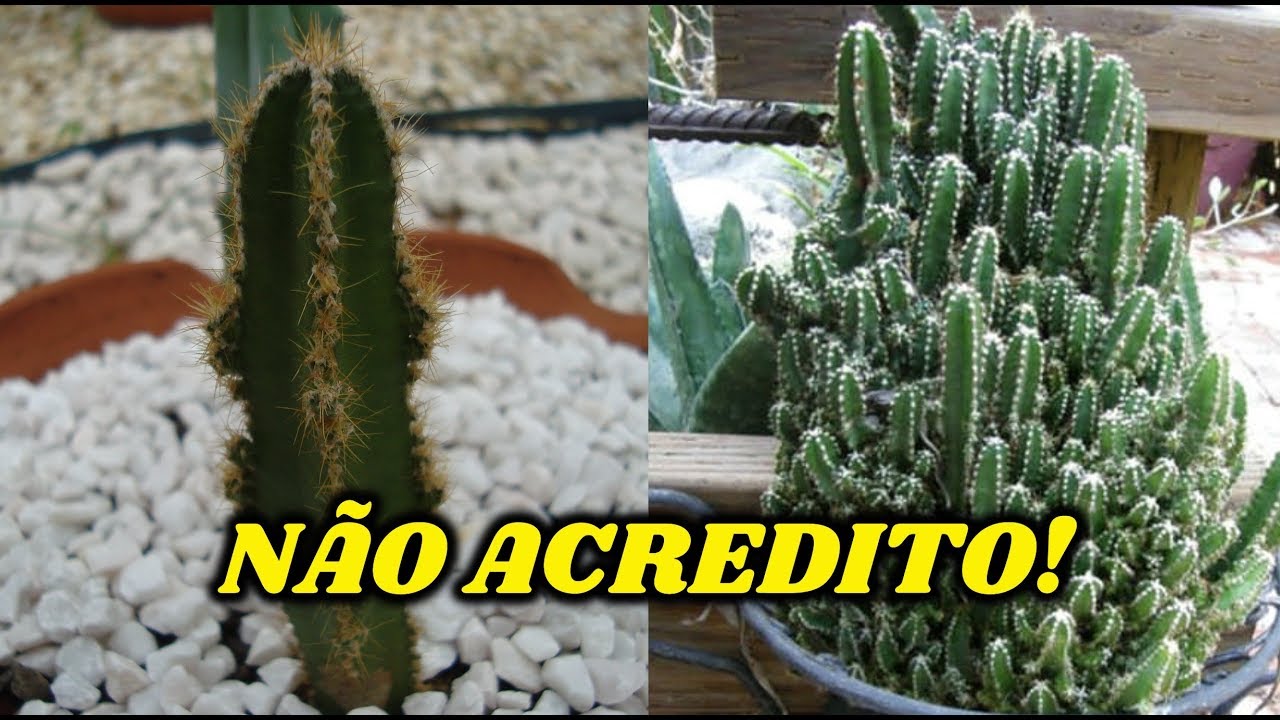 7 ESPÉCIES DE CACTOS QUE FICAM GRANDES E VOCÊ NÃO SABIA!
