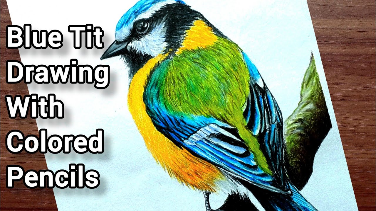 How to Draw a colorful Blue Tit Bird/Realistic Blue Tit Bird Drawing with Colored Pencils
