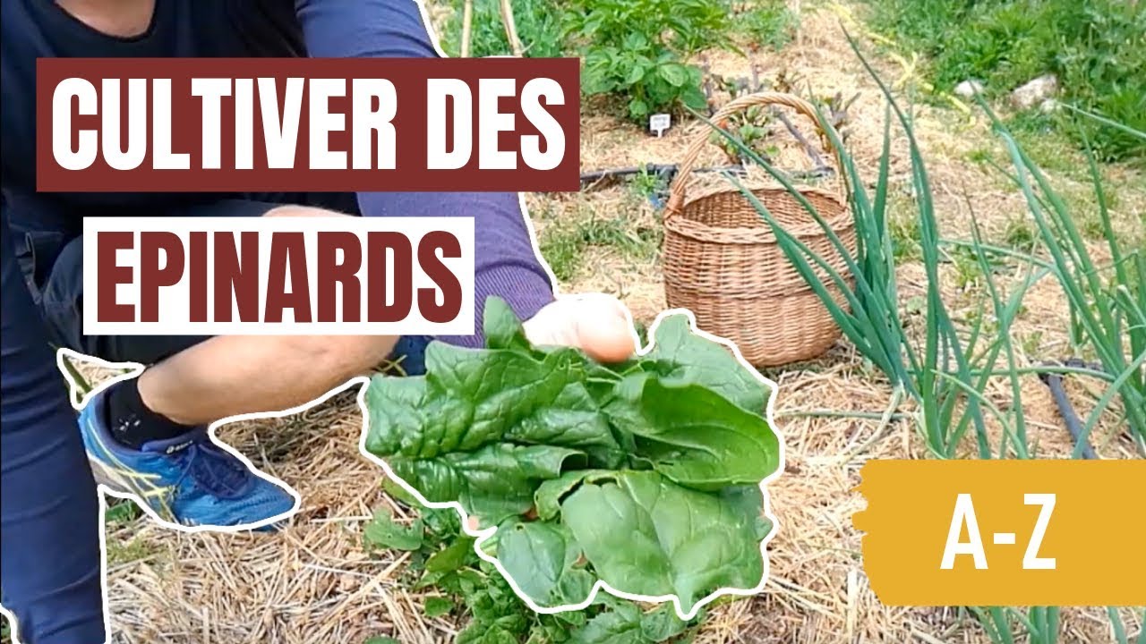 Tuto jardin - Comment cultiver des épinards (A-Z)