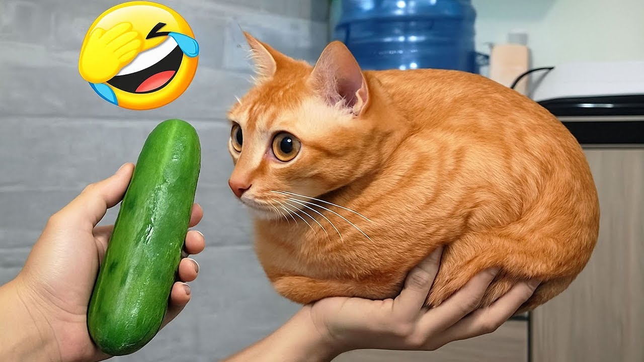 The funniest moments of animals😂🐶🐱 🐾 Are you ready to laugh?🤣❤️ Part 6