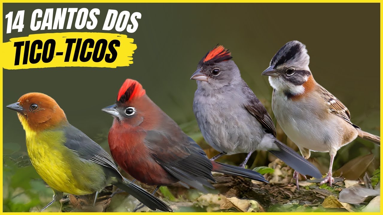 14 Tico-ticos do Brasil com Cantos Mais Bonitos e Seus Habitats!