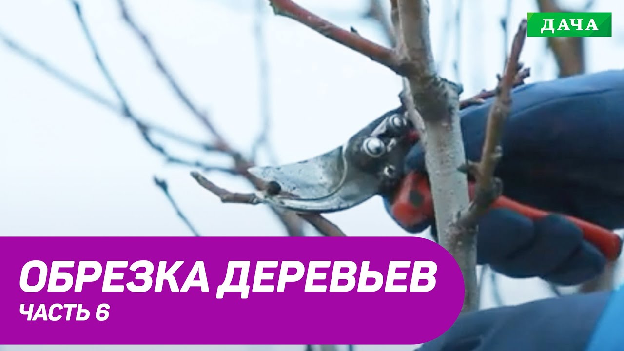 Правила и техника обрезки плодовых деревьев. Часть 6.