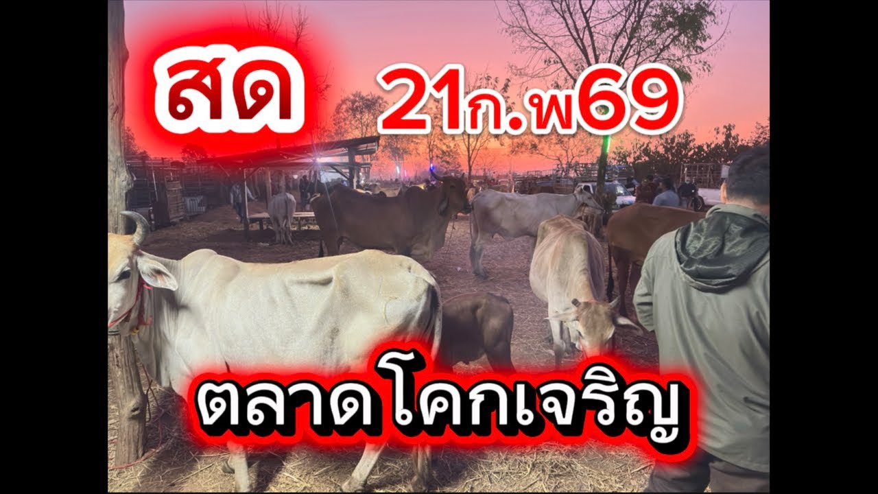 ชมบรรยากาศตลาดนัดโคกระโคกเจริญ อ.สว่าง จริง.สกลนคร #ราคาวัววันนี้ 21/2/69