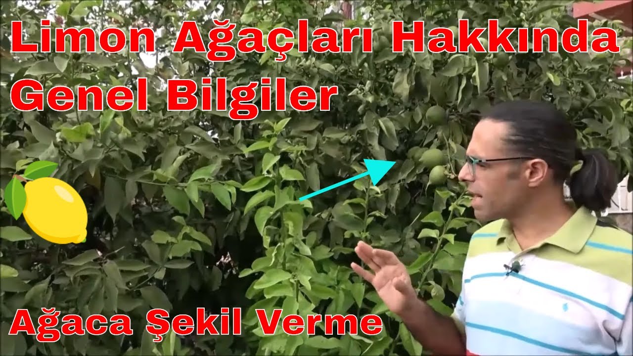 Limonda Uç Alma (Tepe Budaması) Nasıl ve Ne Zaman Yapılır?