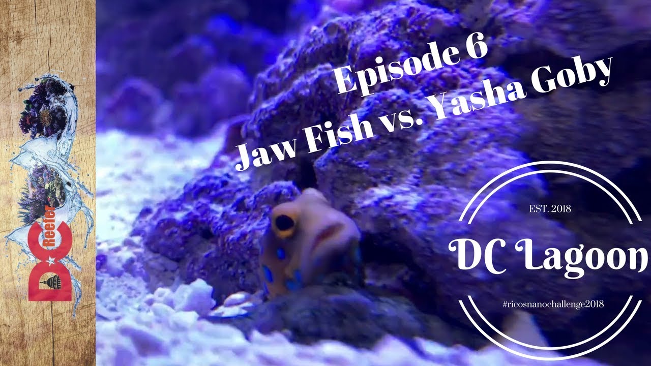 DC Lagoon Episode 6 Jaw Fish & Yasha Goby