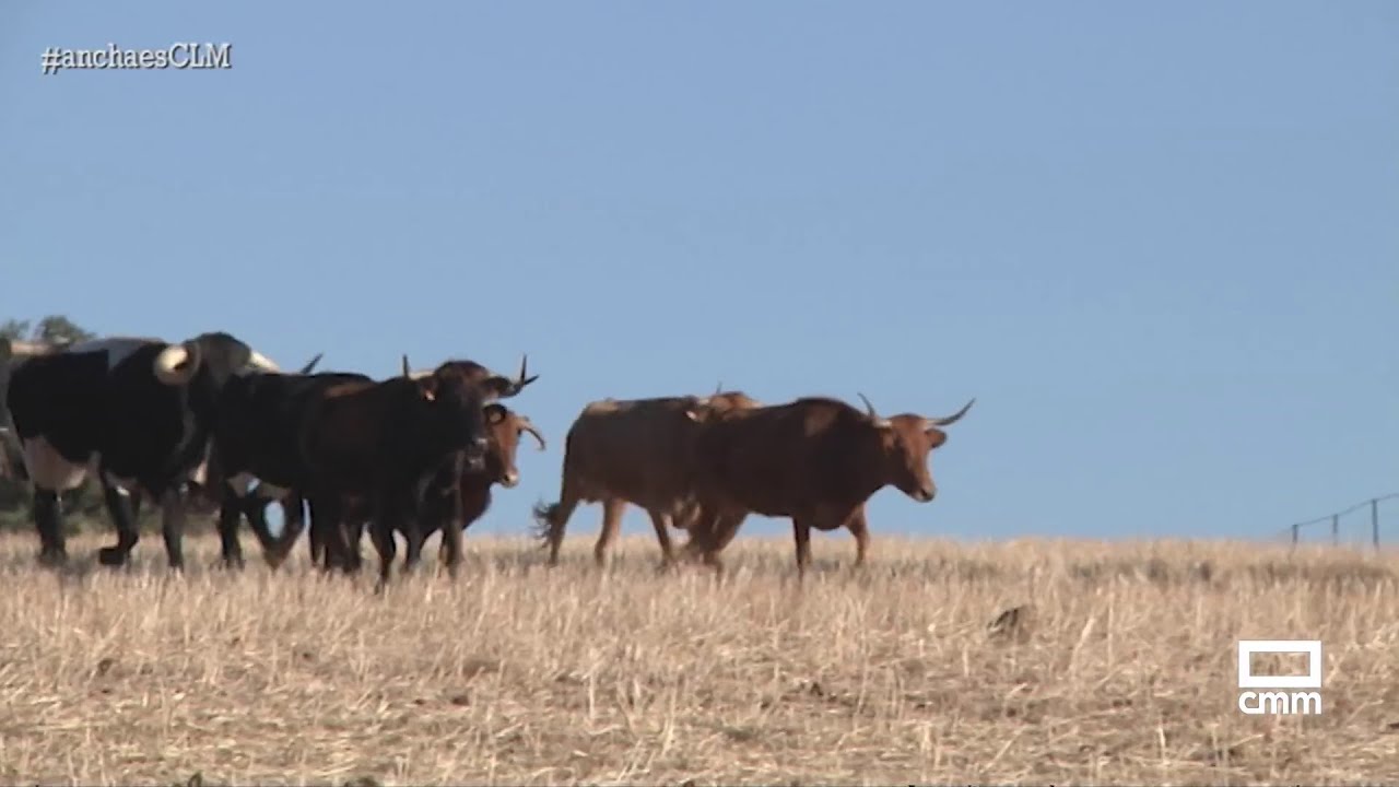 Los imprevisibles encierros por el campo de Villamanrique | Ancha es Castilla-La Mancha
