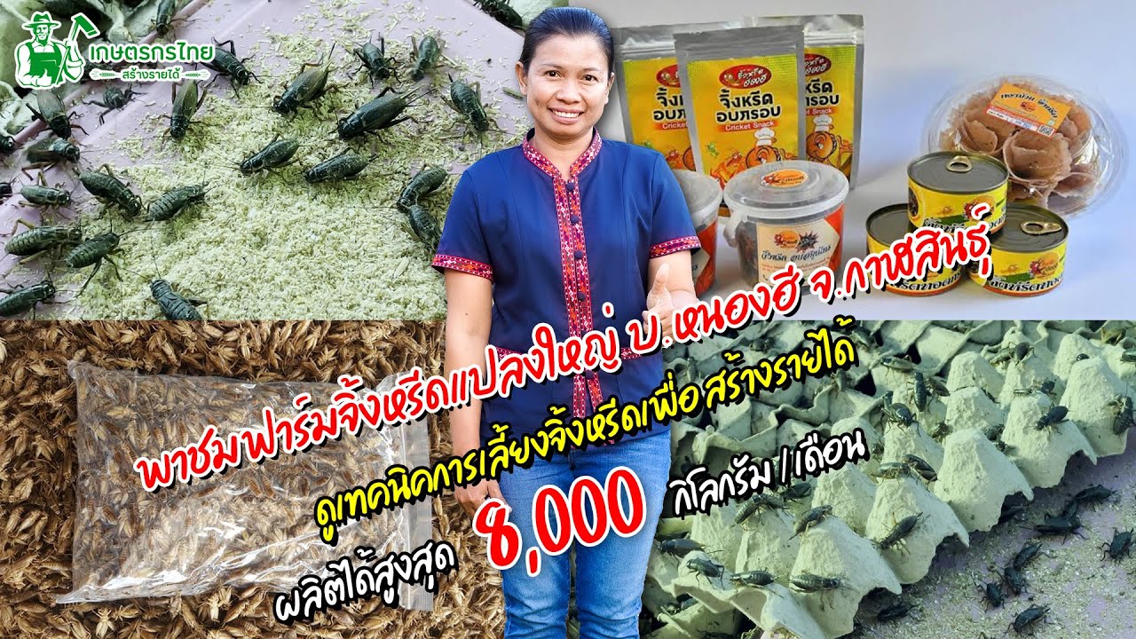 พาชมฟาร์มจิ้งหรีดแปลงใหญ่กาฬสินธุ์ เทคนิคการเลี้ยงจิ้งหรีด 8 ตัน/เดือน l Ep107 ชมสวนเกษตรกรไทย
