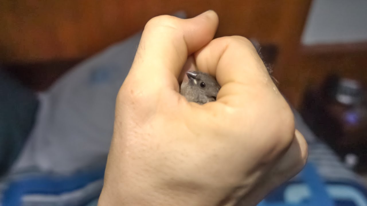 RESCUING TINY BIRD
