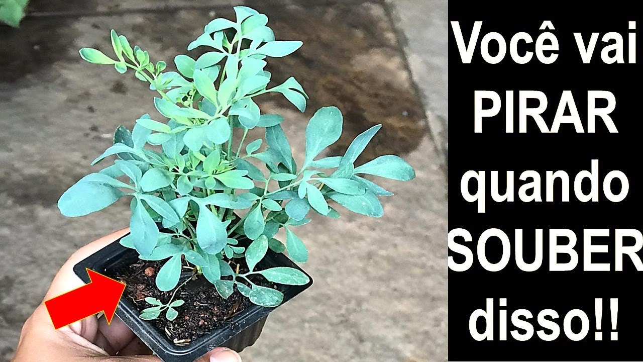 NUNCA MAIS COMPRE ARRUDA VEJA ISSO!!