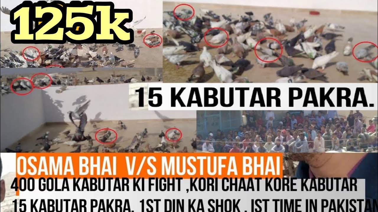 15 kabooter pakra | OSAMA BHAI V/S MUSTAFA BHAI | 400 NEW PIGEON ki ladaiyan | 1 DAY | Gola kabutar
