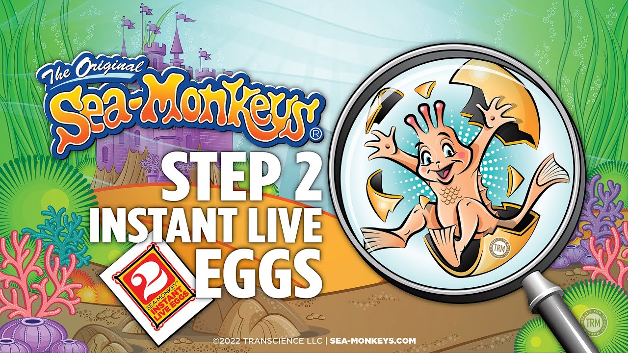 Step 2 - Instant Life Eggs | The Original Sea-Monkeys®