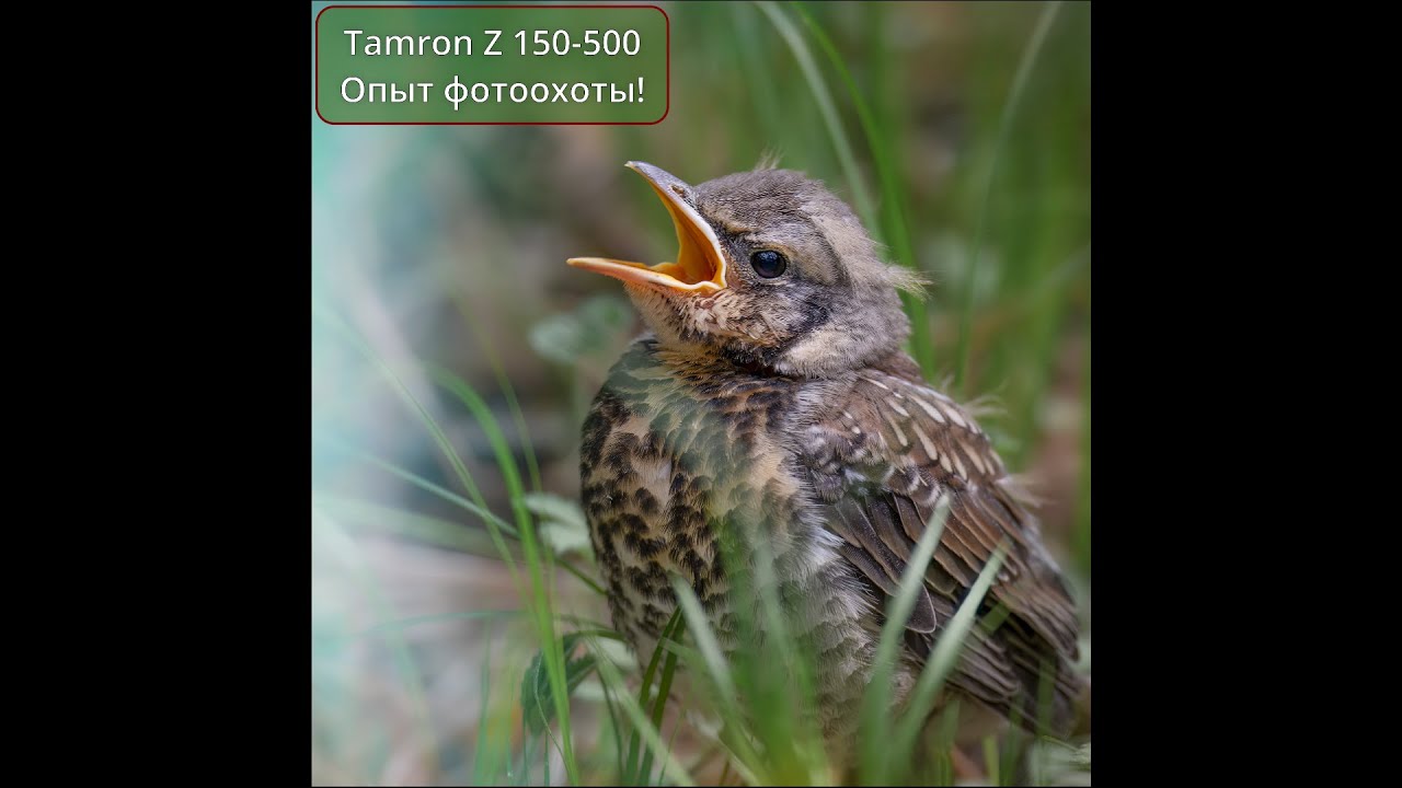 Tamron 150-500 Nikon Z - Опыт использования и примеры!