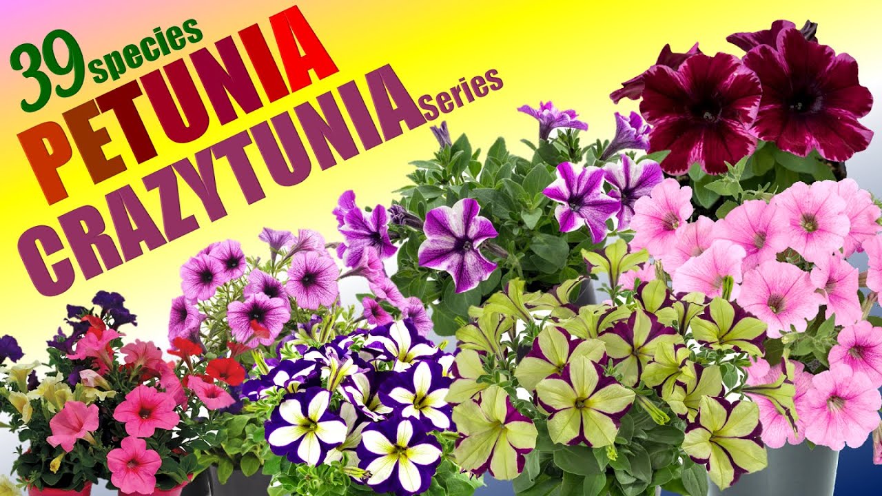 39 PETUNIA SPECIES - CRAZYTUNIA SERIES | HERB STORIES