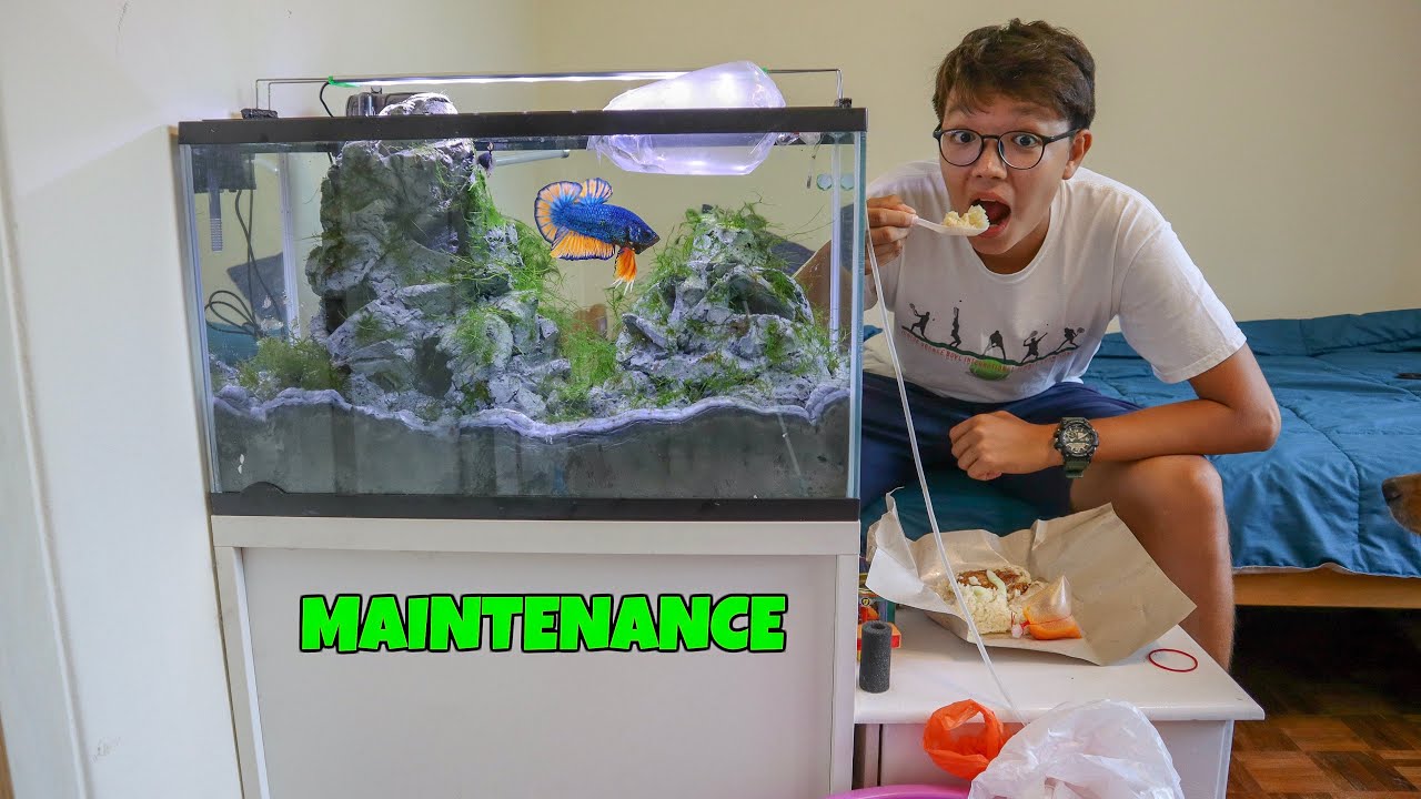 Planted Betta Tank Maintenance