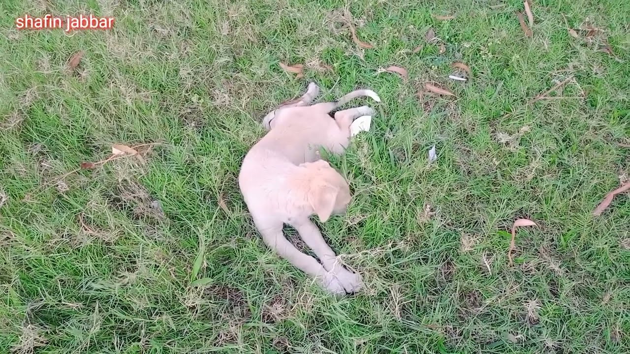Funny puppy / zareen jabbar