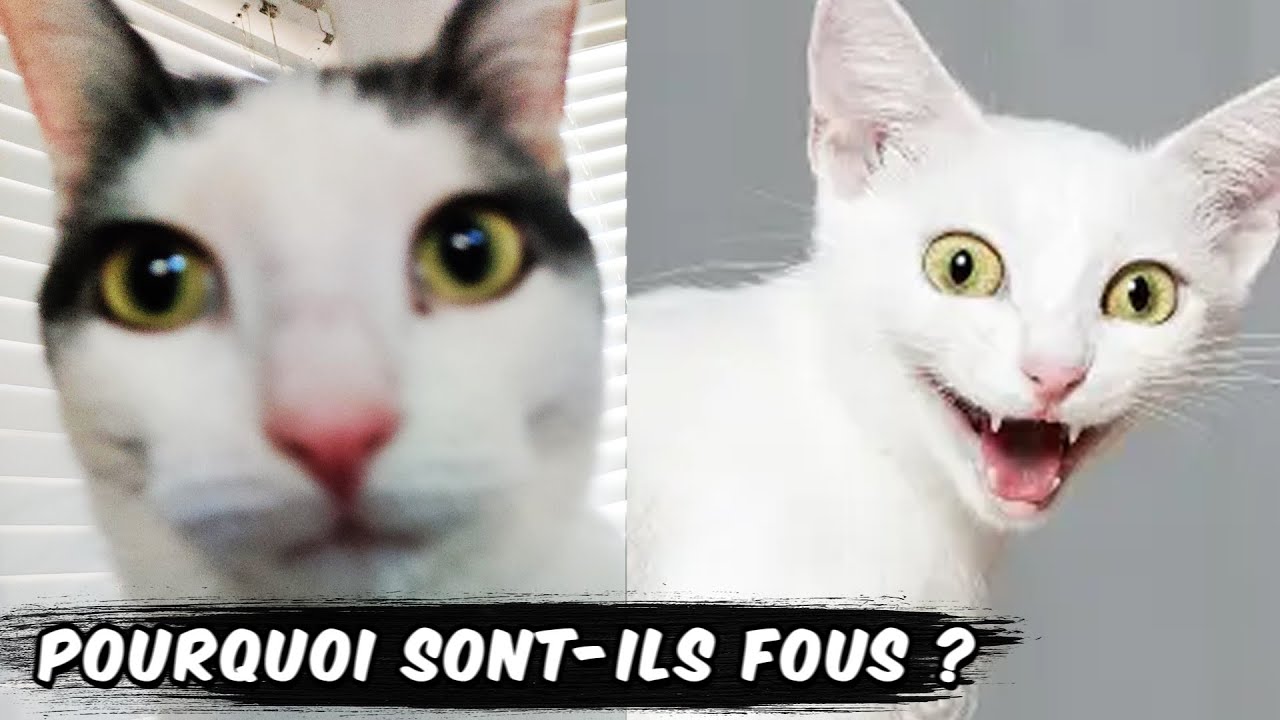 10 Mystères INSOLENTS sur les Animaux Résolus !!!