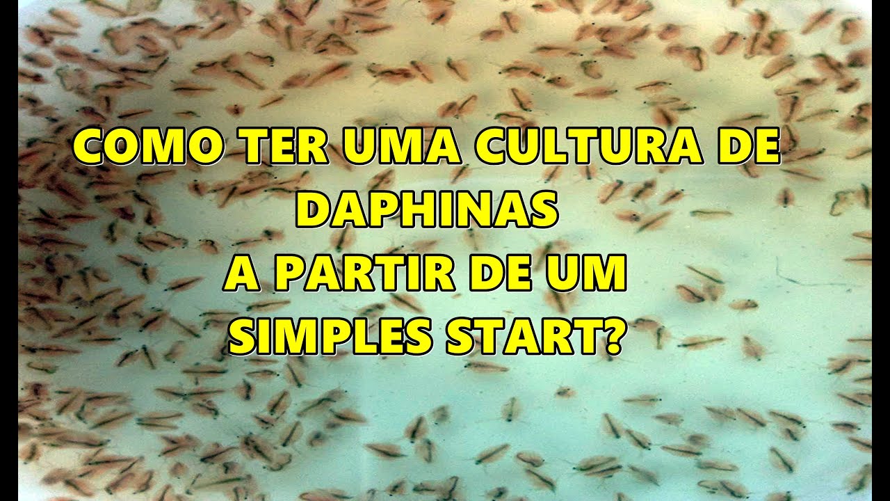 Como fazer cultura Daphina Magna  Do Start a Multiplicação  COMPLETO