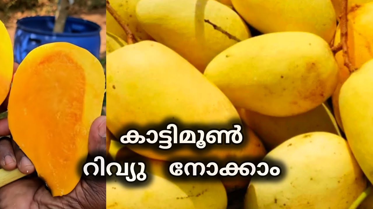 കാട്ടിമൂൺ എന്ന ചൊക്കനാൻ റിവ്യൂ നോക്കാം #catimon #mangovarities #n4tradelink 