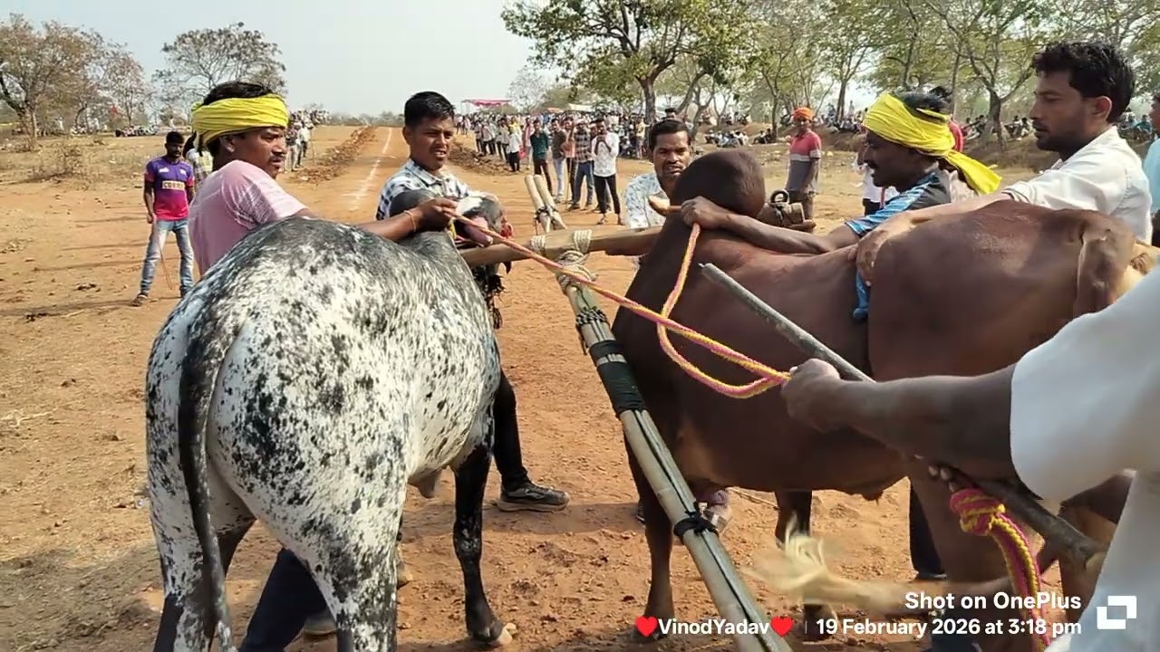 शिवपाल ड्राइवर टांगना यांचा चित्रा आणि पदम् मासब जड़कहु यांचा टाइगर।