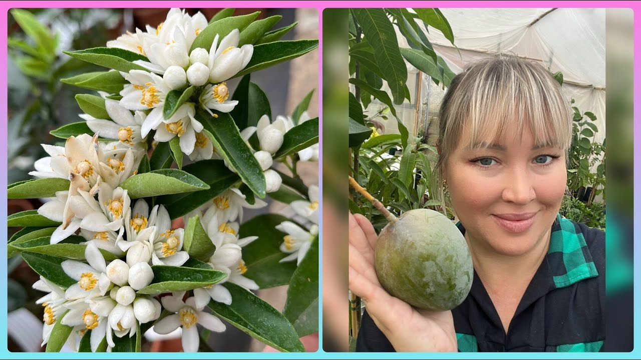 Зима…Холода…А в тепличке цветут цитрусовые…🪴🍊🍋