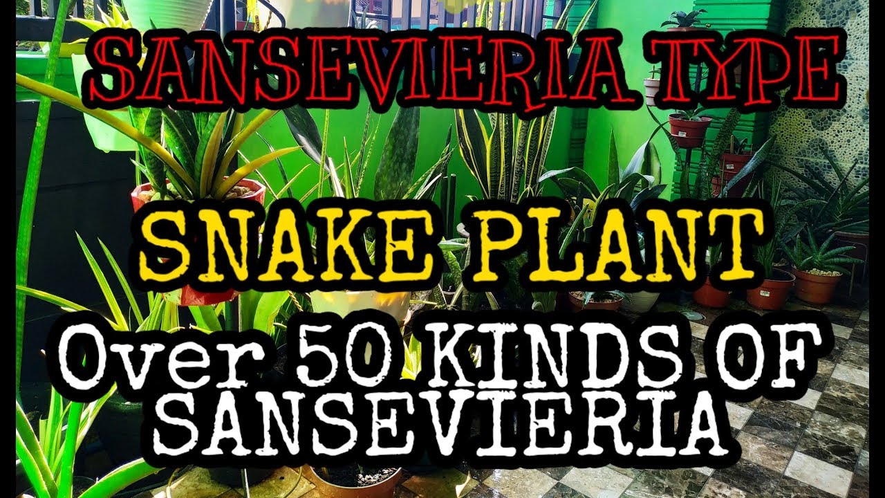 OVER 50 KINDS OF SANSEVIERIA PLANT  ||  SNAKE PLANT TYPES