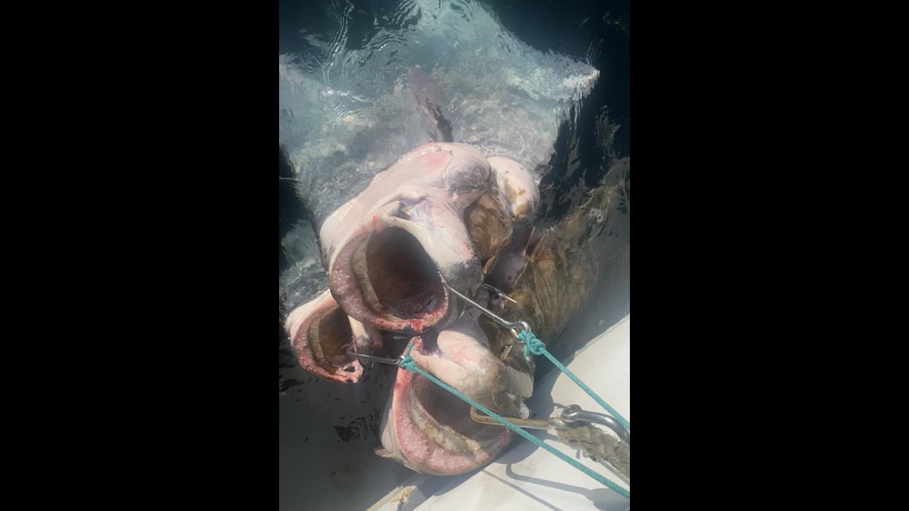 Storkveiter p&aring; kveitevad utenfor Torsv&aring;g. Fishing halibut in Norway summer 2024. English sub/text