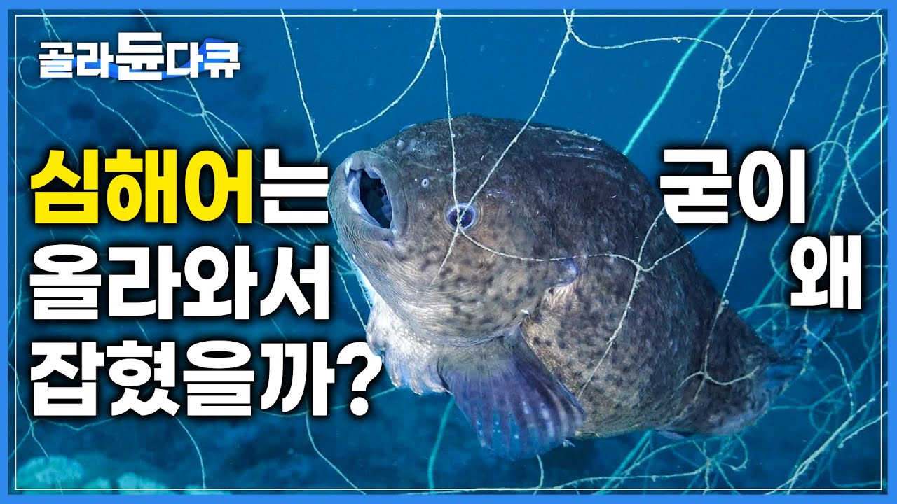 심해어는 알을 낳기 위해 얕은 바다로 올라오고 제 한 몸 바쳐 알을 지킨다 | 괴상하게 생긴 뚝지의 눈물겨운 자식 지키기 | 다큐프라임 | #골라듄다큐