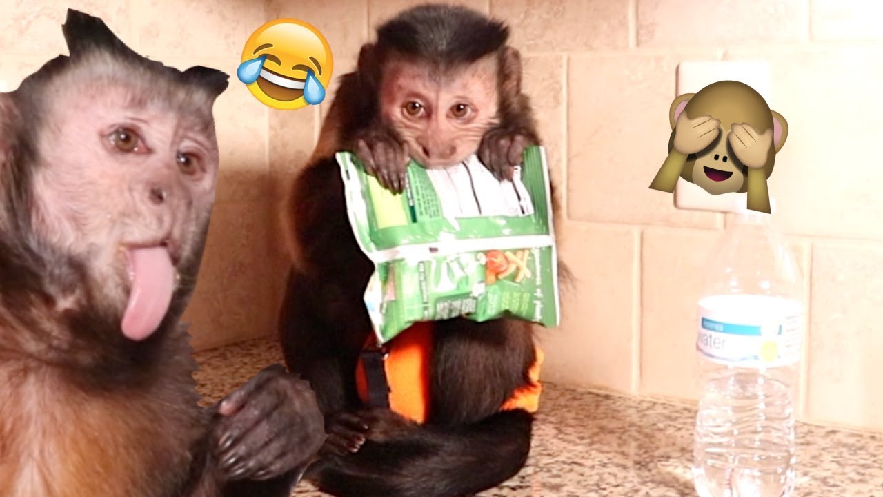 Monkey LOVES Veggie Crisps!