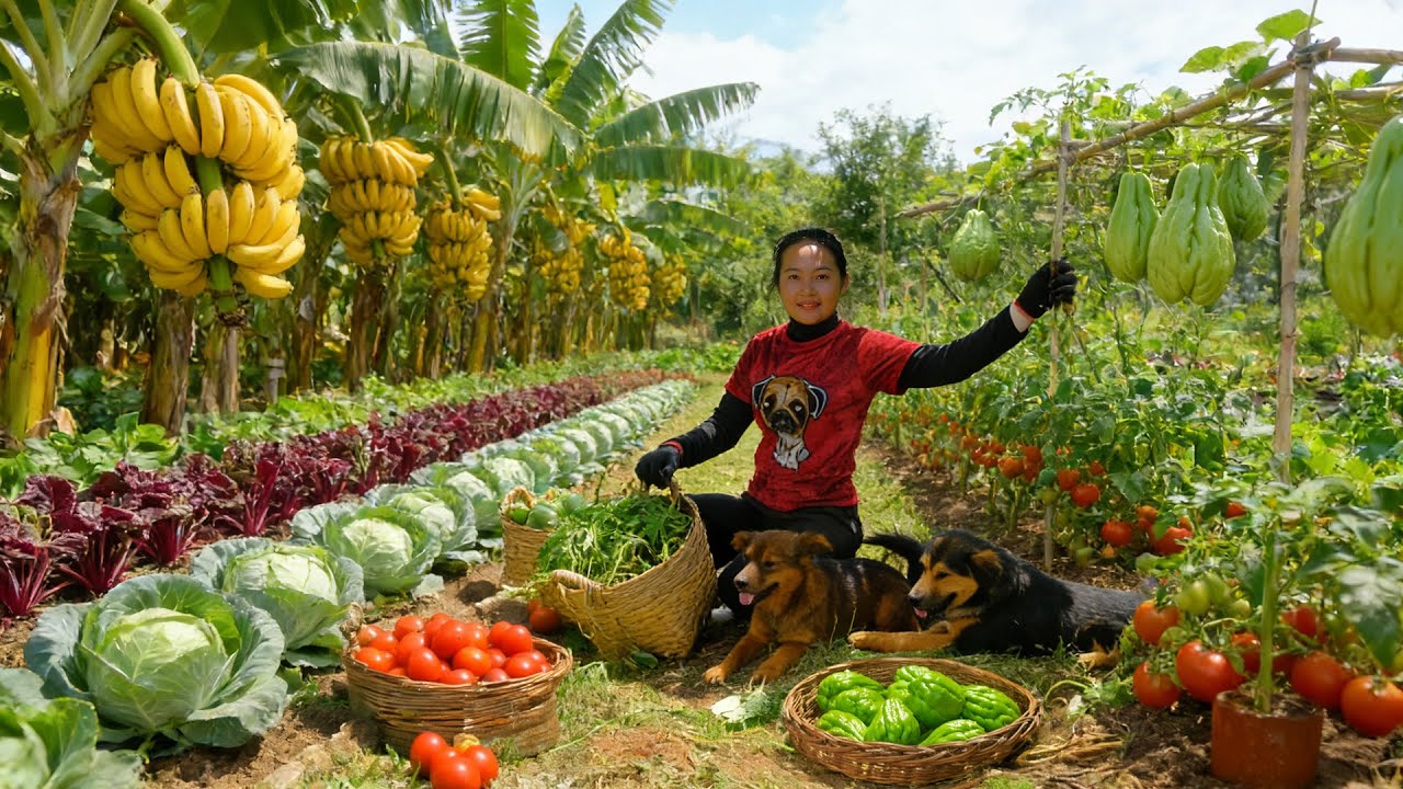 500 Days Of Plant, Harvest, Sell: Chayote, Bananas, Amaranth Greens, Round Eggplant, Tomatoes