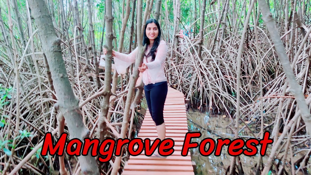 Mangrove Forest Boardwalk Honnavar | LavS Vlog Stories