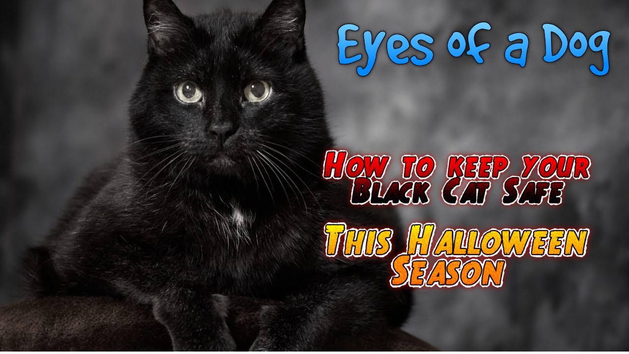 How to keep your black cats safe through the Halloween season