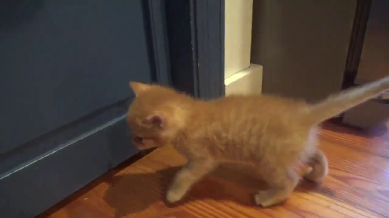 Meet Our New Kitten!!!!
