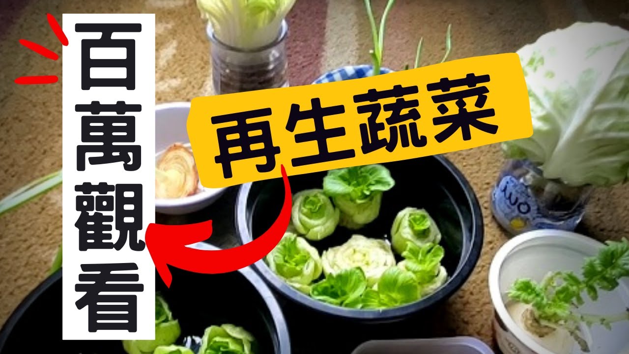 【不用種子直接種的菜】詳細介紹菜生菜 | 再生蔬菜 | 再生經驗分享 | 不用種子的蔬菜 | 不用種子的蔬菜 | 超市買來就種 | 以菜種菜 | 百萬觀看