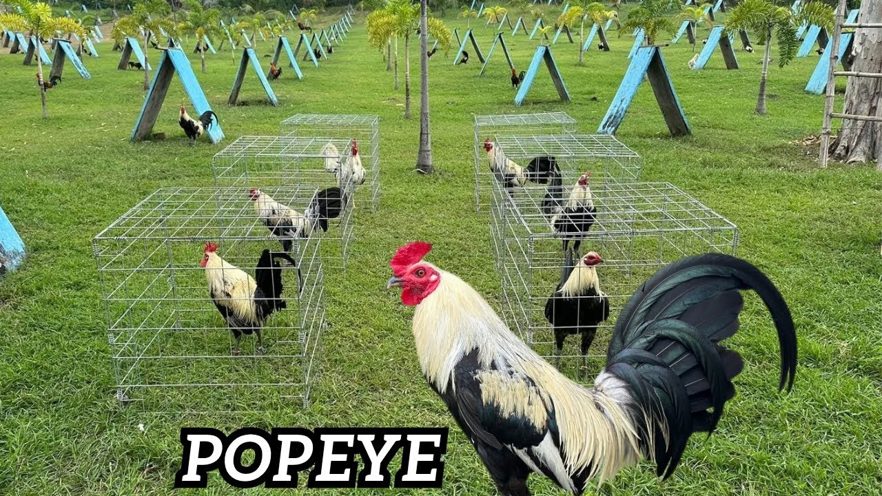 Popeye - Amiel Abad Farm Shape Outdoor Chicken Coop Big Farm PH