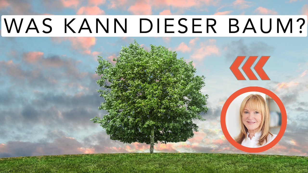Das bewirken die Energien der Bäume (Baum Ying Yang)