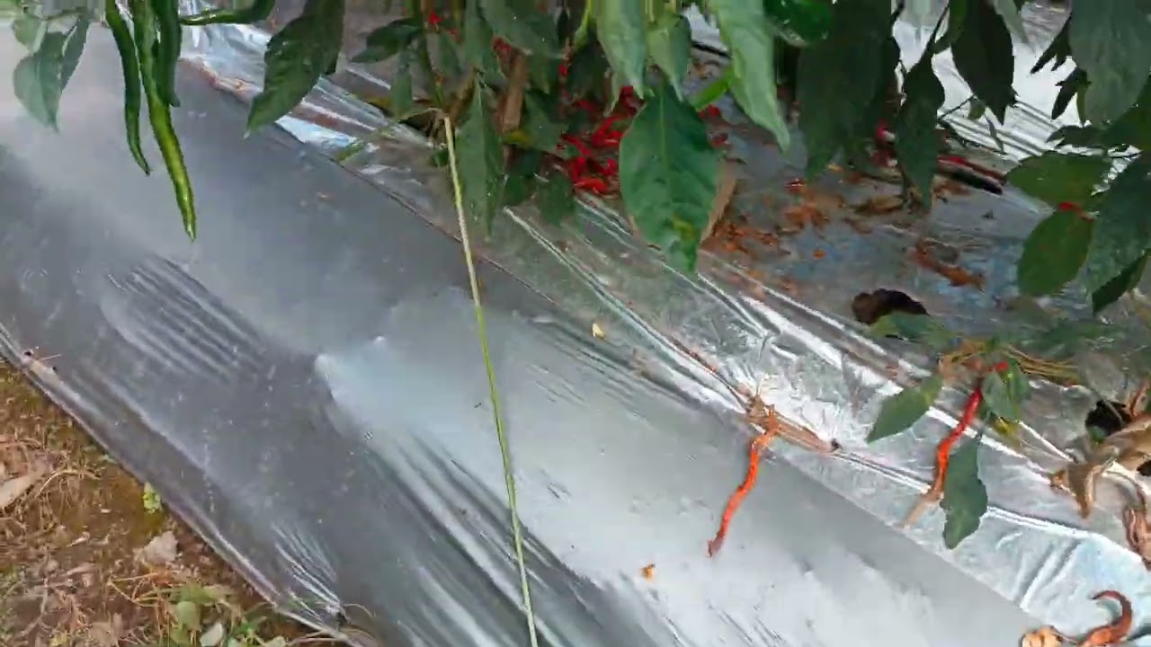 Cabe sandi 08 di tanam di lahan tanpa olah tanah bekas cabe besar 